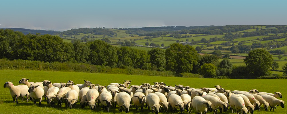 Adaptables a climas diversos