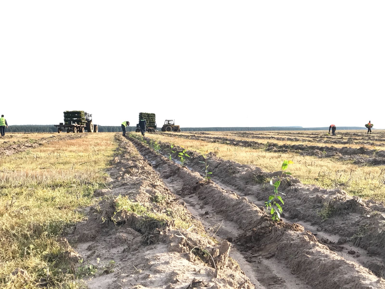 Plantación Negocio forestal 