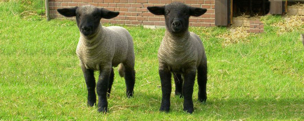 Corderos de crecimiento precoz