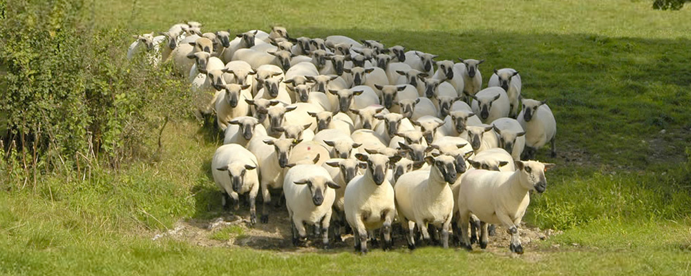 La Raza Carnicera por Excelencia