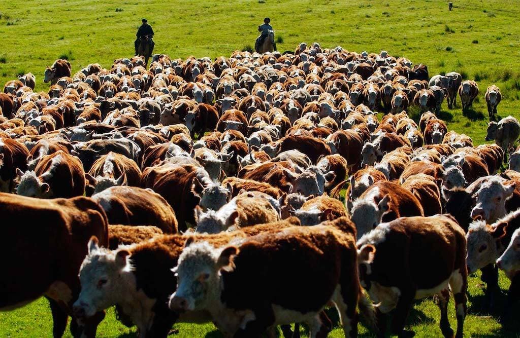 Compra venta de campos ganaderos en Uruguay