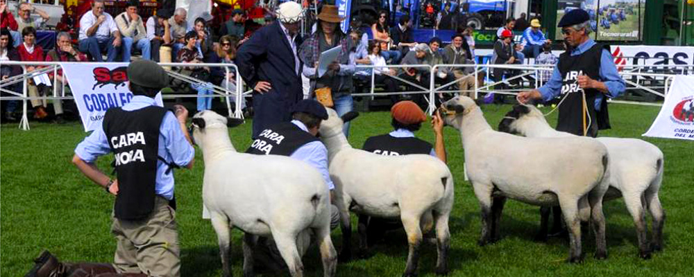 CARNE MARMOLEADA muy cotizada en el Mercado