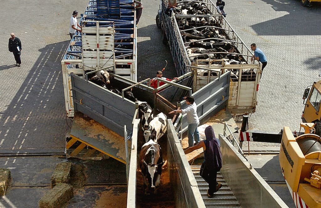 Exportación de ganado en pie