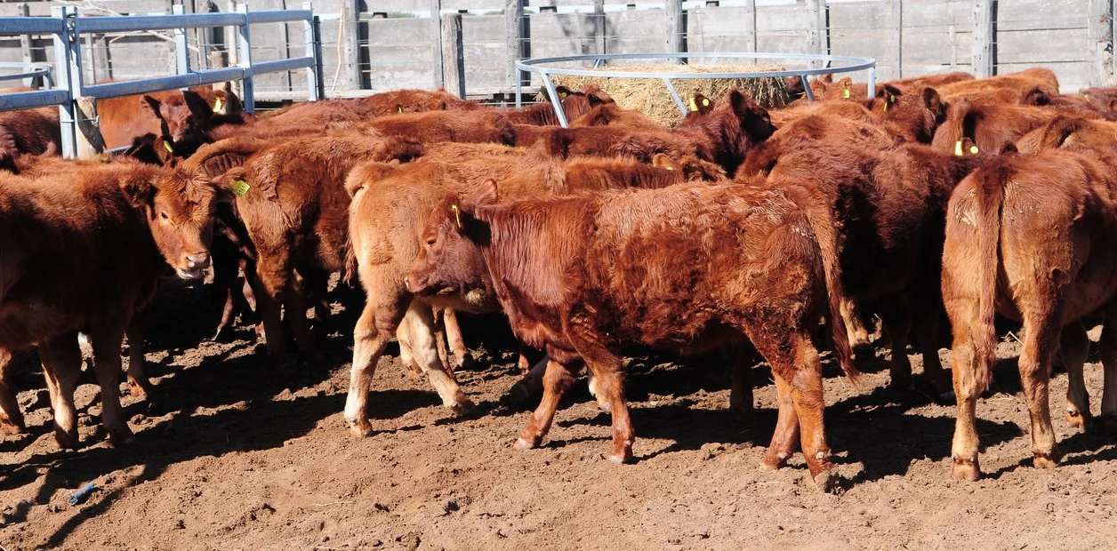 Ganadería  Servicio corto, cría eficiente, biotipo adaptado y alimentación medida: claves del negocio carnicero