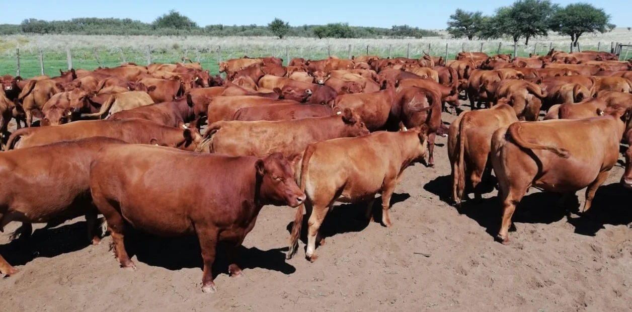 Historias ganaderas  En campos semiáridos, crían para producir carne vacuna de consumo y exportación