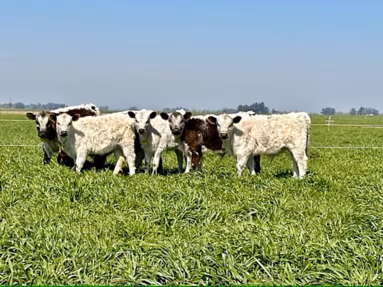 Una nueva raza bovina se lució en el Remate de Elite 2024