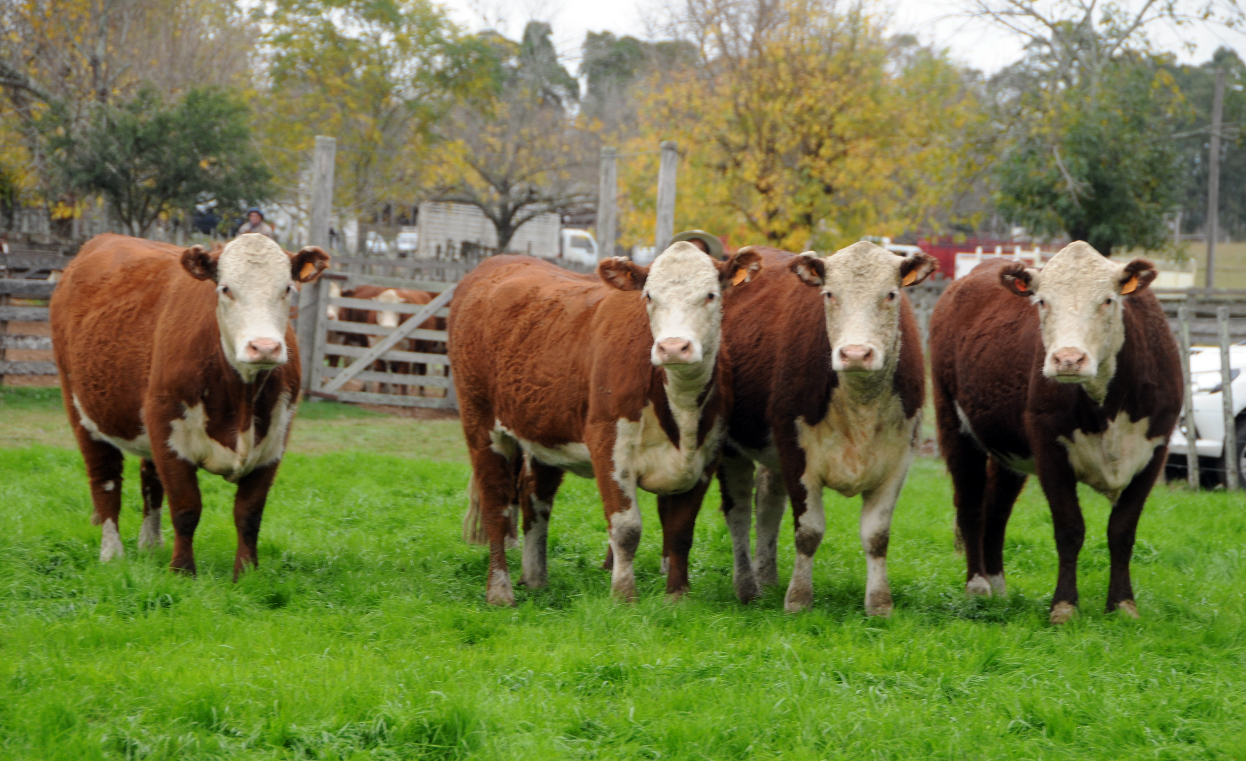 Segunda Expo Nacional Hereford 