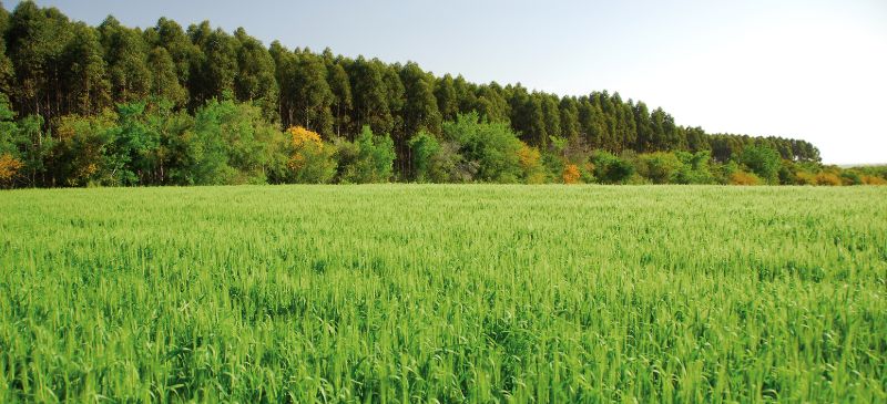 Uruguay consolida su estrategia forestal con nueva inversión extranjera de más de US$ 100 millones