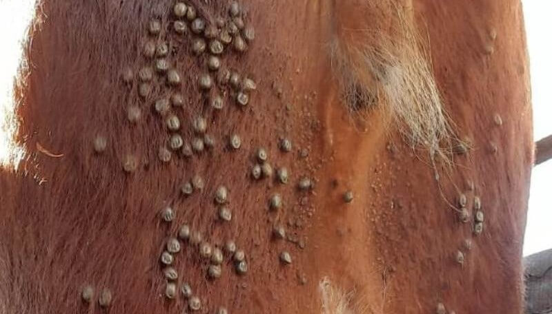 Garrapatas bovinas: nuevos estudios dan pautas para mejorar las estrategias de control