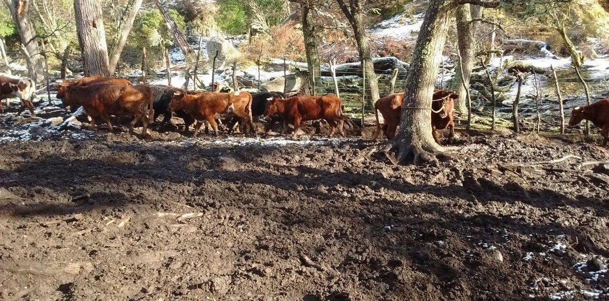 Genética ganadera en el Parque Nacional los Glaciares