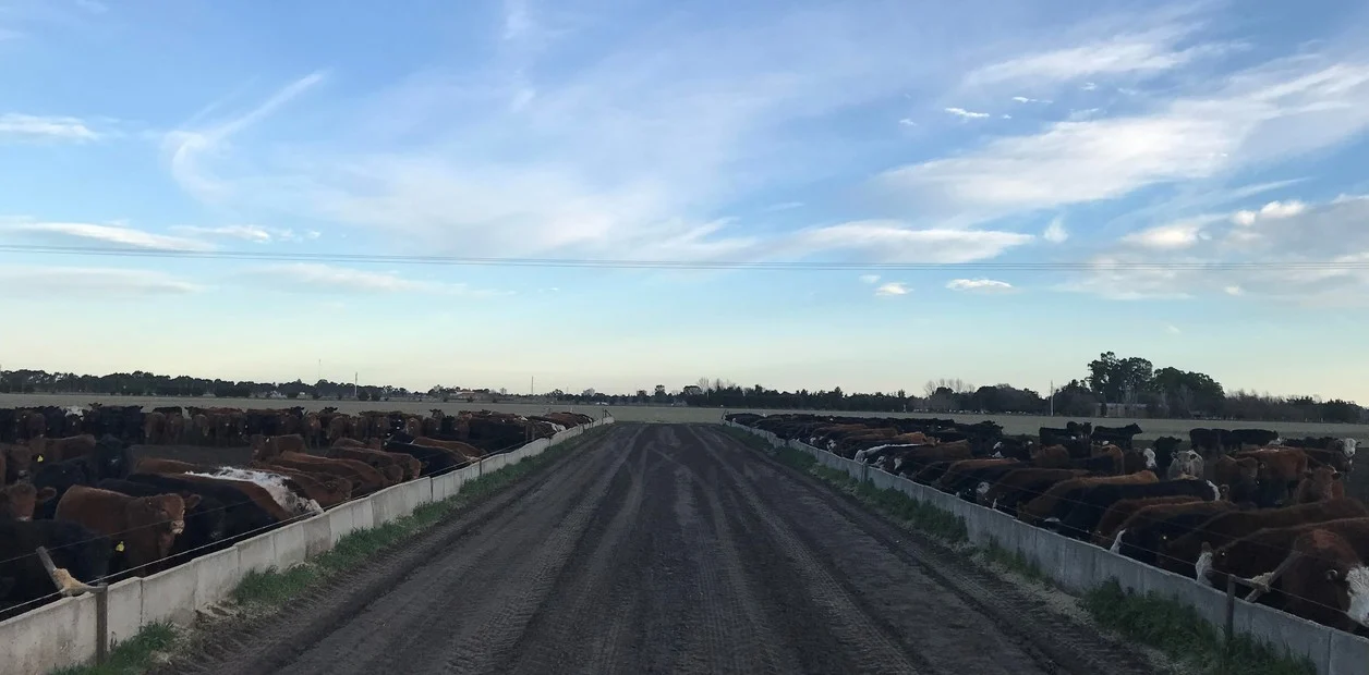 El feedlot marca el camino de la sustentabilidad: producir carne y energía