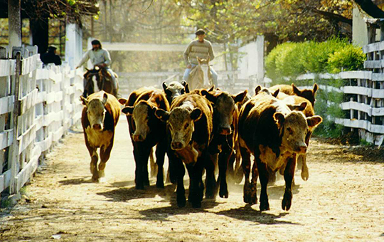 El novillo de consumo resiste, se debilita el novillito y la vaca sigue trepando