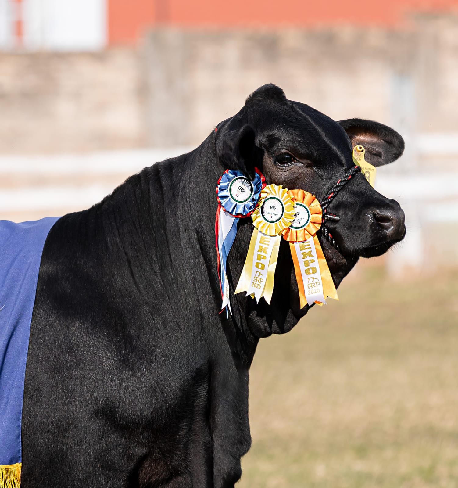 Brangus levanta la vara con facturación récord y los animales más caros