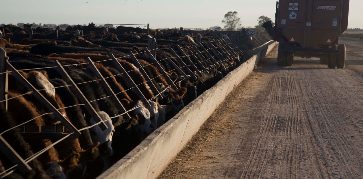 Los novillos al corral