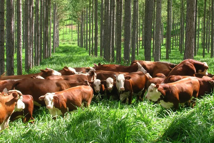 El abecé para aprovechar los bonos de carbono en el campo