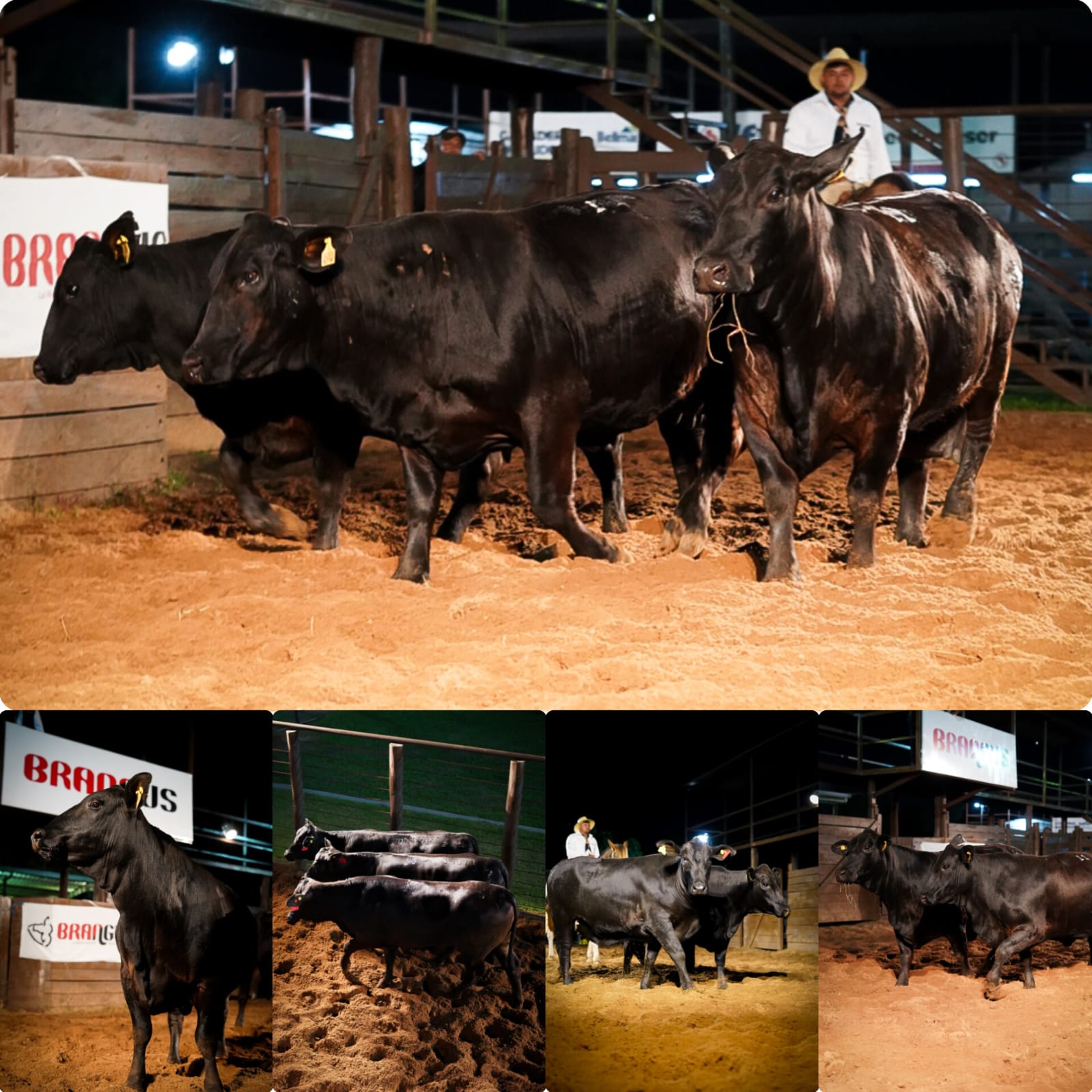 Feria de Vientres brangus alcanzó más de 6800 millones en negocios  