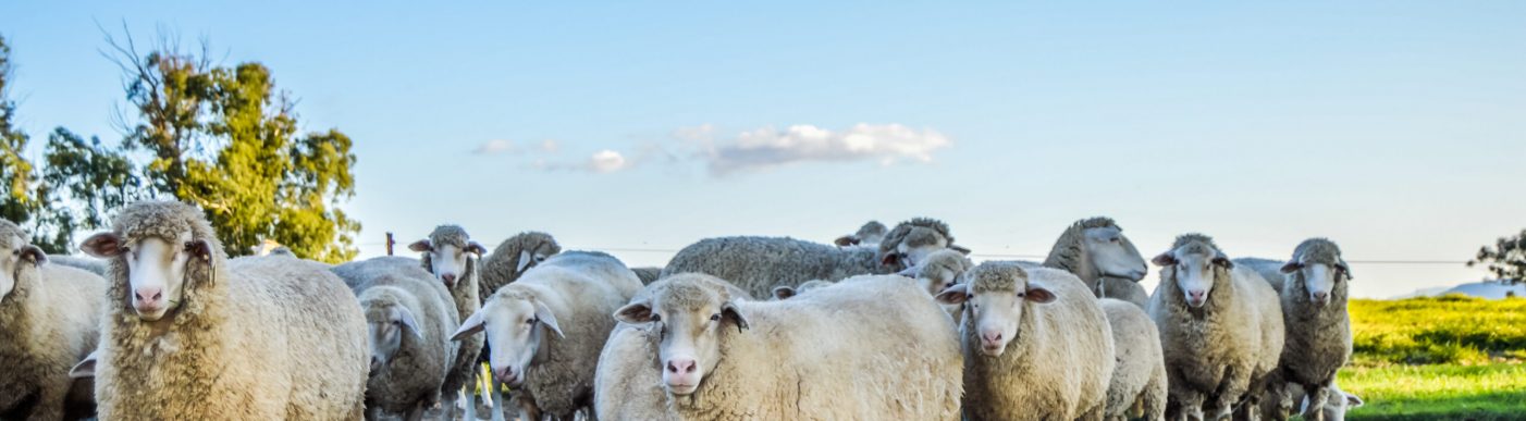 Can extreme US lamb prices flow here?