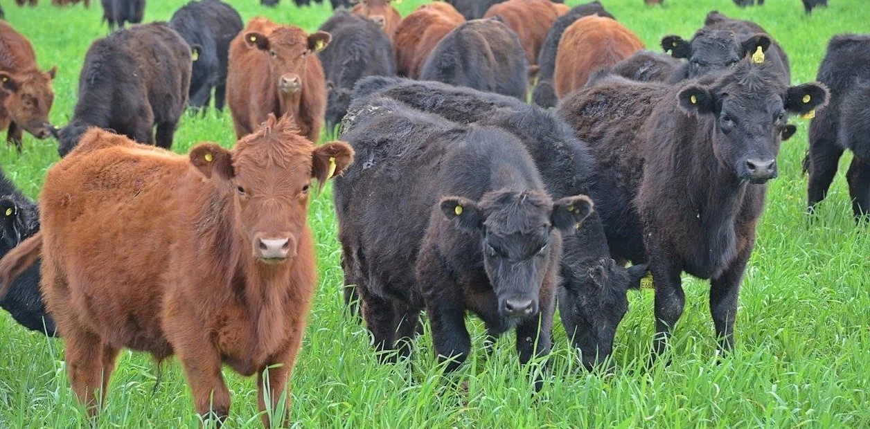 Ganadería  ¿Cuánto forraje se deja de producir por no fertilizar pasturas y verdeos?