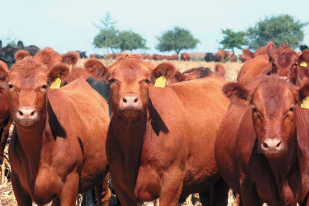 Ganadería. Saponinas: una sustancia muy poco valorada pero con efectos positivos en el metabolismo animal