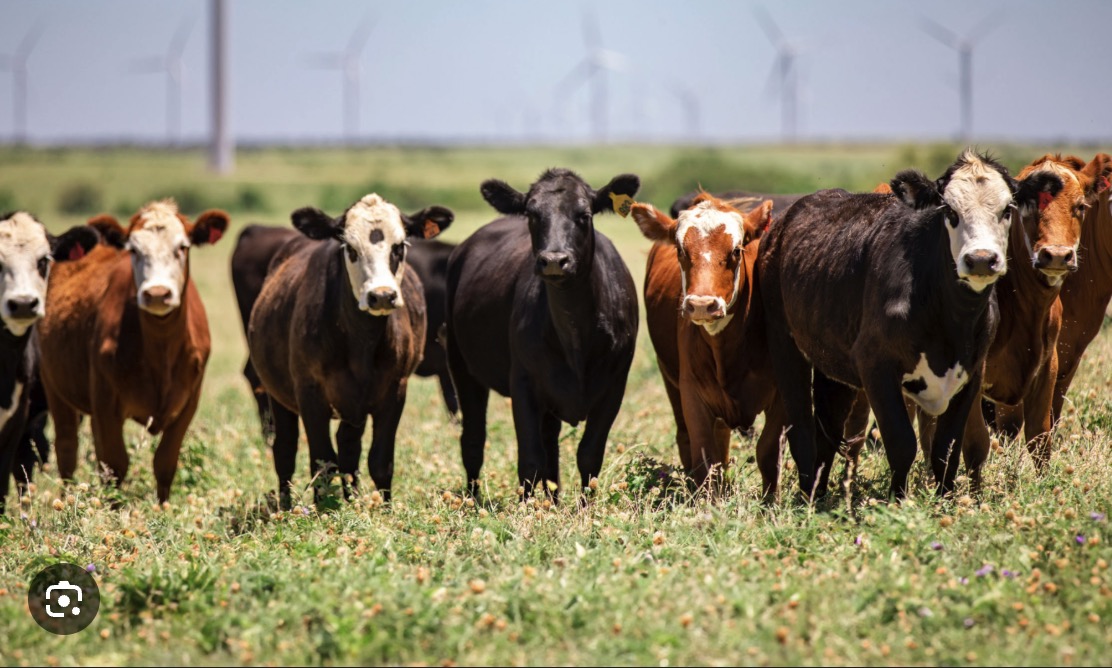 Firmeza en los valores y fuerte demanda marcaron el remate de Lote 21 en Expo Durazno