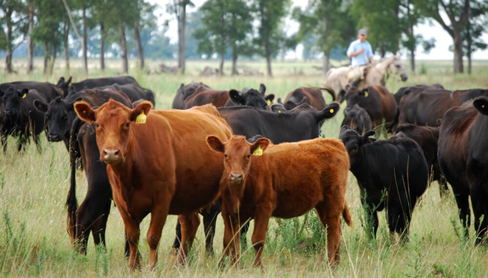 Cómo planificar el manejo del rodeo y ejecutar el plan sanitario antes de que comience el invierno