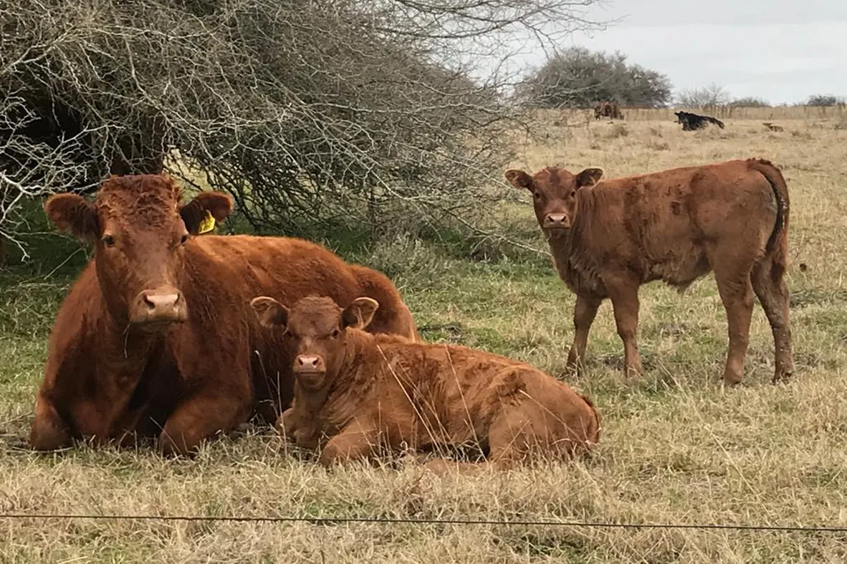 Altos índices de preñez en muchos rodeos de cría, pese a la sequía primaveral de 2021