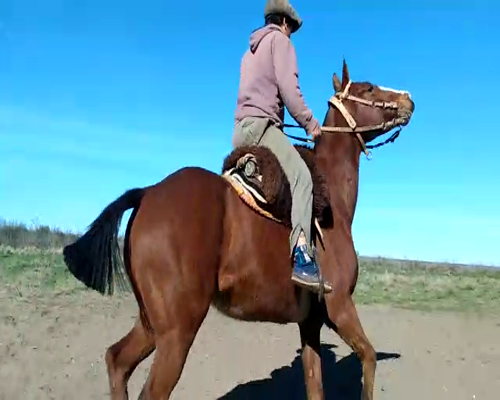 Lote EQUINO DE TRABAJO MACHO CASTRADO "Segatori Dardo"