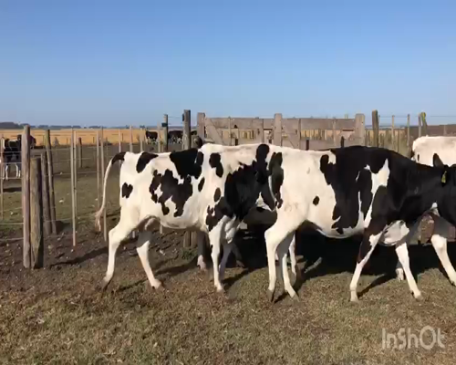 Lote Vaquillonas preñadas romelina 6