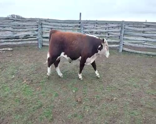 Lote TOROS PP  "Ea. Y Cab. Rio Pico"