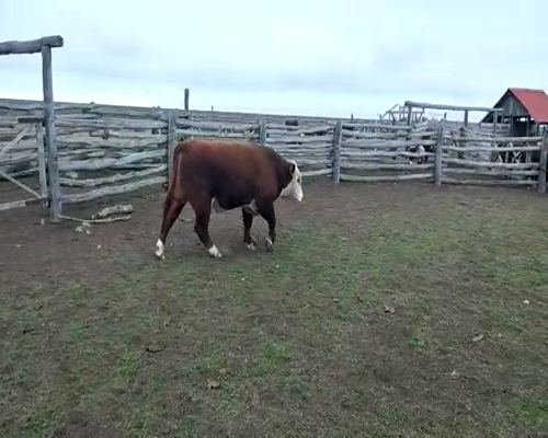 Lote TOROS PP  "Ea. Y Cab. Rio Pico"