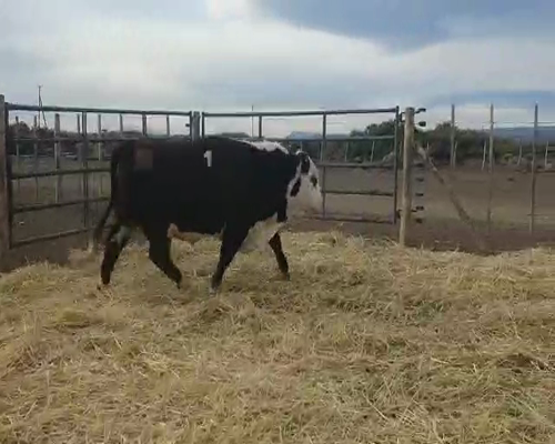 Lote TORO PR  "Cab. Pelahuencó de Finkelstein Miltón"