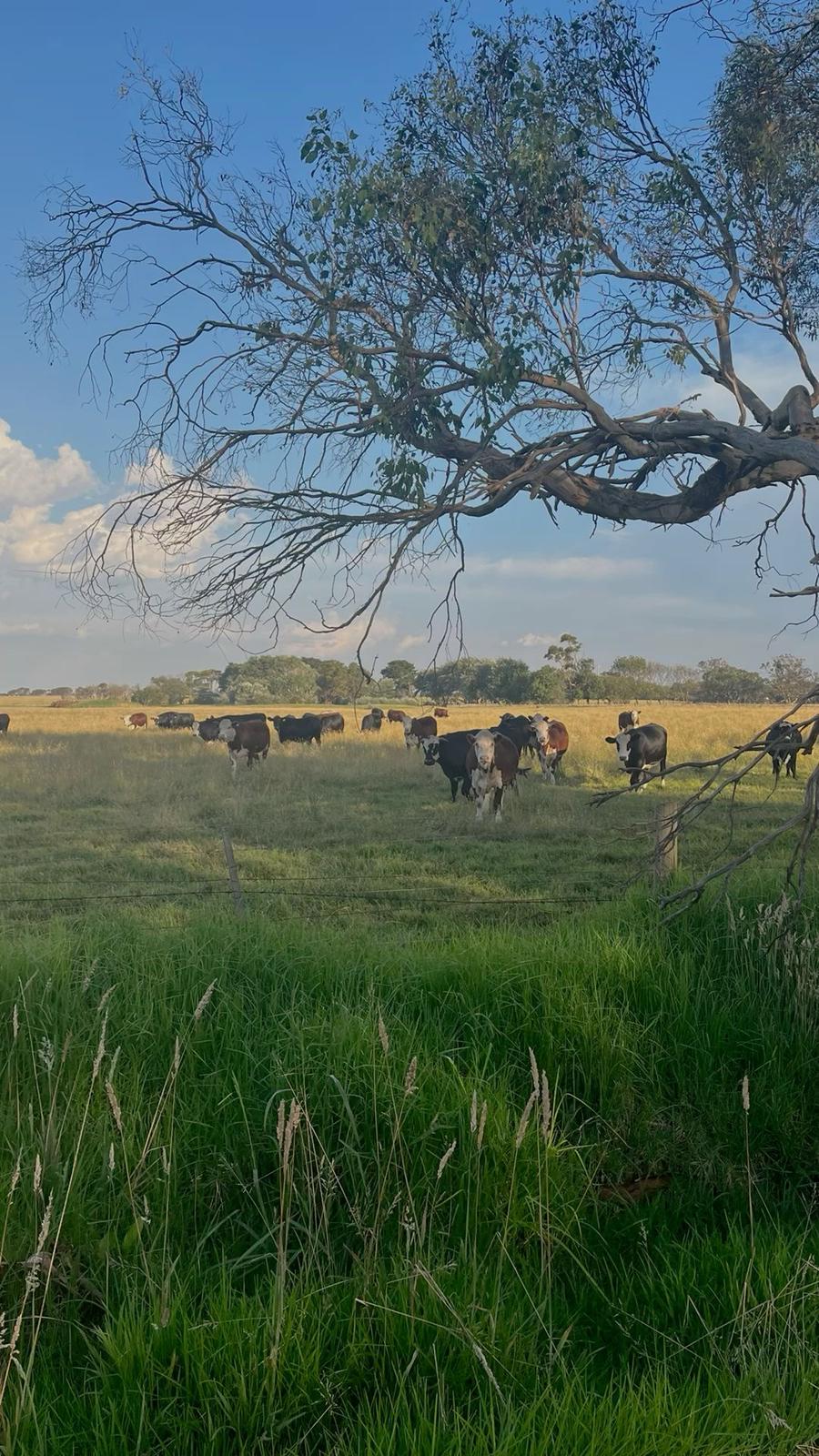 CAMPO GANADERO  - Imagen 1