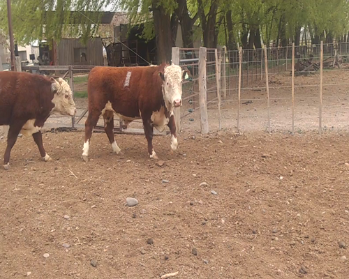 Lote TOROS "El Molino"