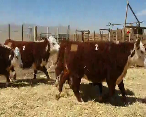 Lote VAQ. PR C/GARANTIA DE PREÑEZ  "Cab. Pelahuencó de Finkelstein Miltón"