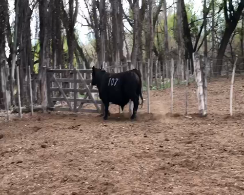 Lote TORO PP "Cab. Don Humberto"