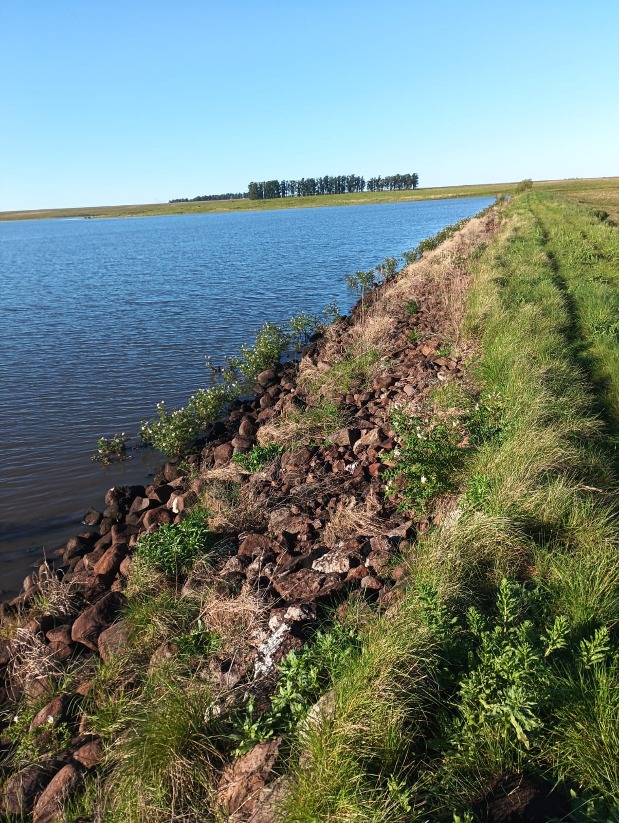 CAMPO GANADERO, AGRICOLA, ARROCERO.  - Imagen 1