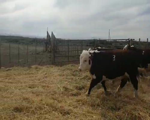 Lote TORO PR  "Cab. Pelahuencó de Finkelstein Miltón"