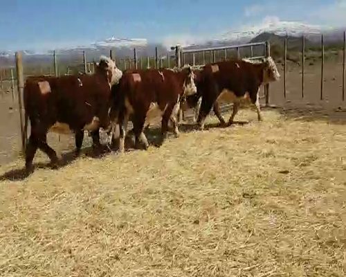 Lote VAQ. PR C/GARANTIA DE PREÑEZ  "Cab. Pelahuencó de Finkelstein Miltón"