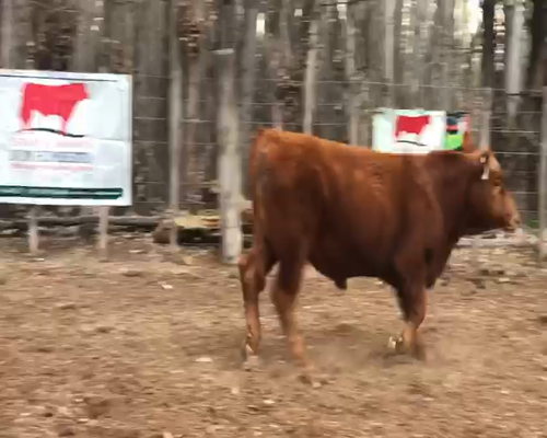 Lote TORITOS "Cab. Don Humberto"