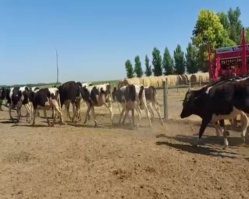 Lote Vq p/entorar y terneras Romero