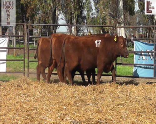 Lote LOTE 6 TOROS ANGUS PURO CONTROLADO "LA LEGUA"