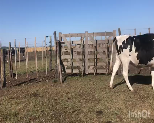 Lote Vaquillonas preñadas romelina 9