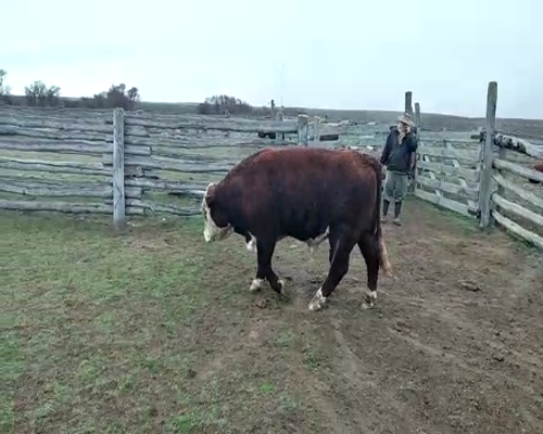 Lote TORO PP  "Ea. Y Cab. Rio Pico"