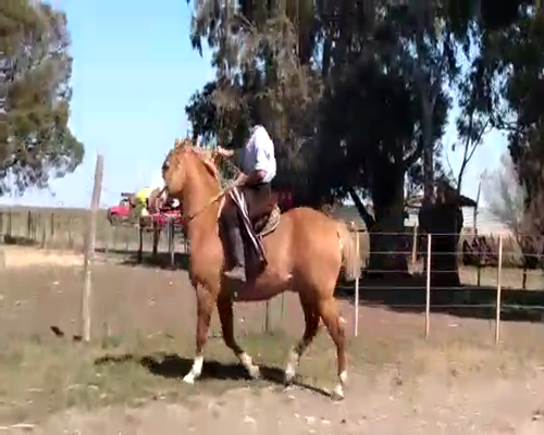 Lote EQUINO DE TRABAJO MACHO CASTRADO "Althabe Oscar"