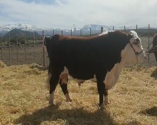 Lote TORO PR  "Cab. Pelahuencó de Finkelstein Miltón"