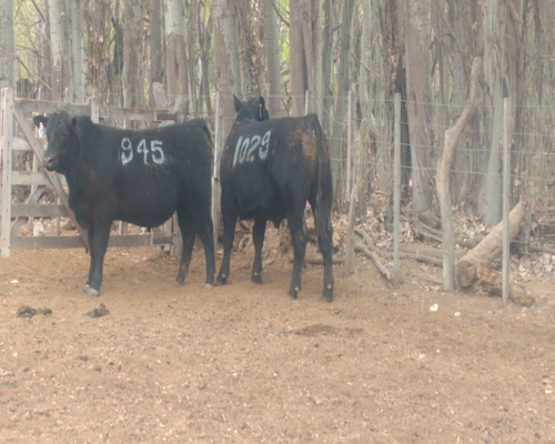 Lote TORO PP "Cab. Don Humberto"