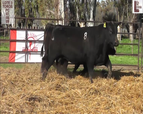 Lote LOTE 3 TOROS ANGUS PURO CONTROLADO "LA LEGUA"