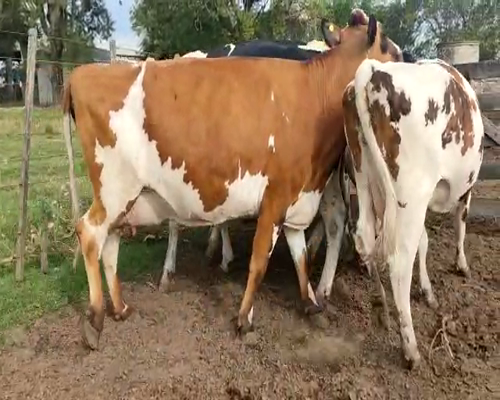 Lote Vaquillonas preñadas