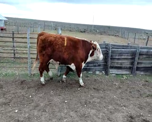 Lote TOROS PP  "Ea. Y Cab. Rio Pico"