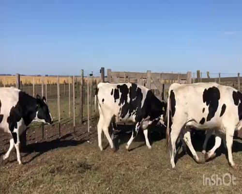 Lote Vaquillonas preñadas romelina 7